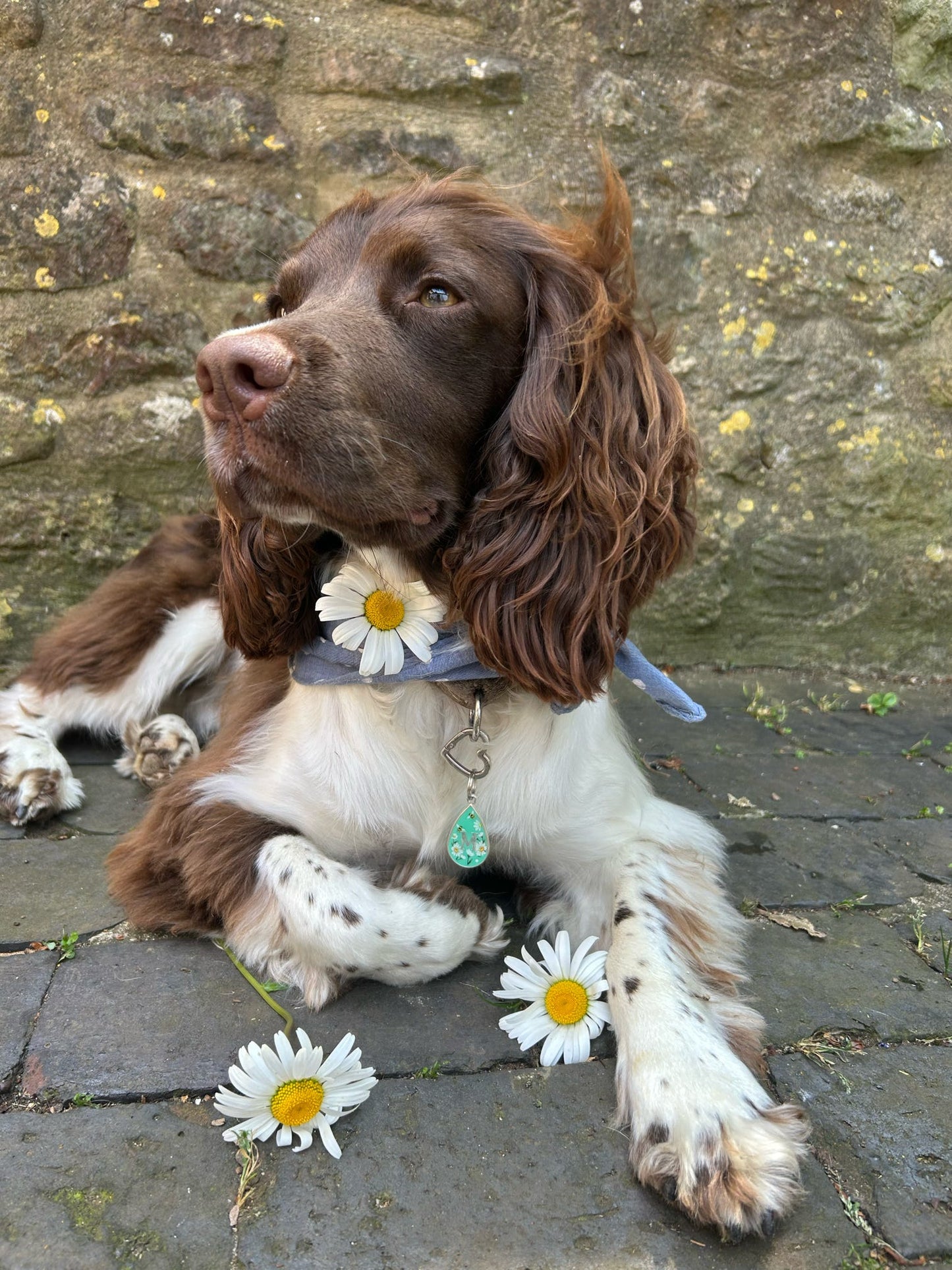Bumbles & Daisies