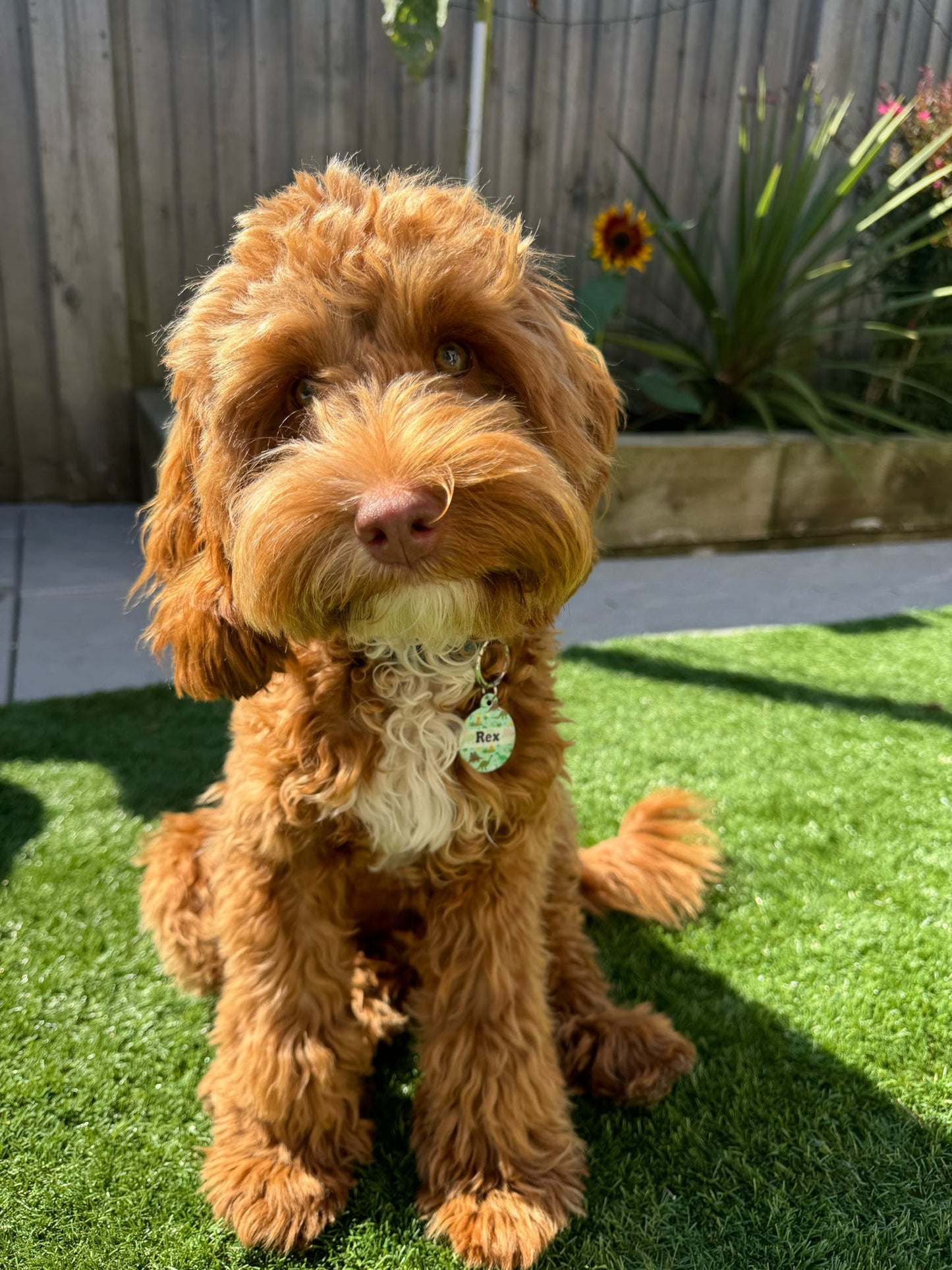 Roaming raptors - tag