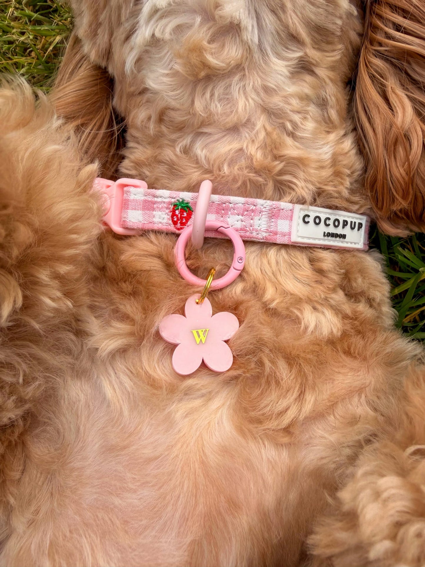 Dainty Daisy