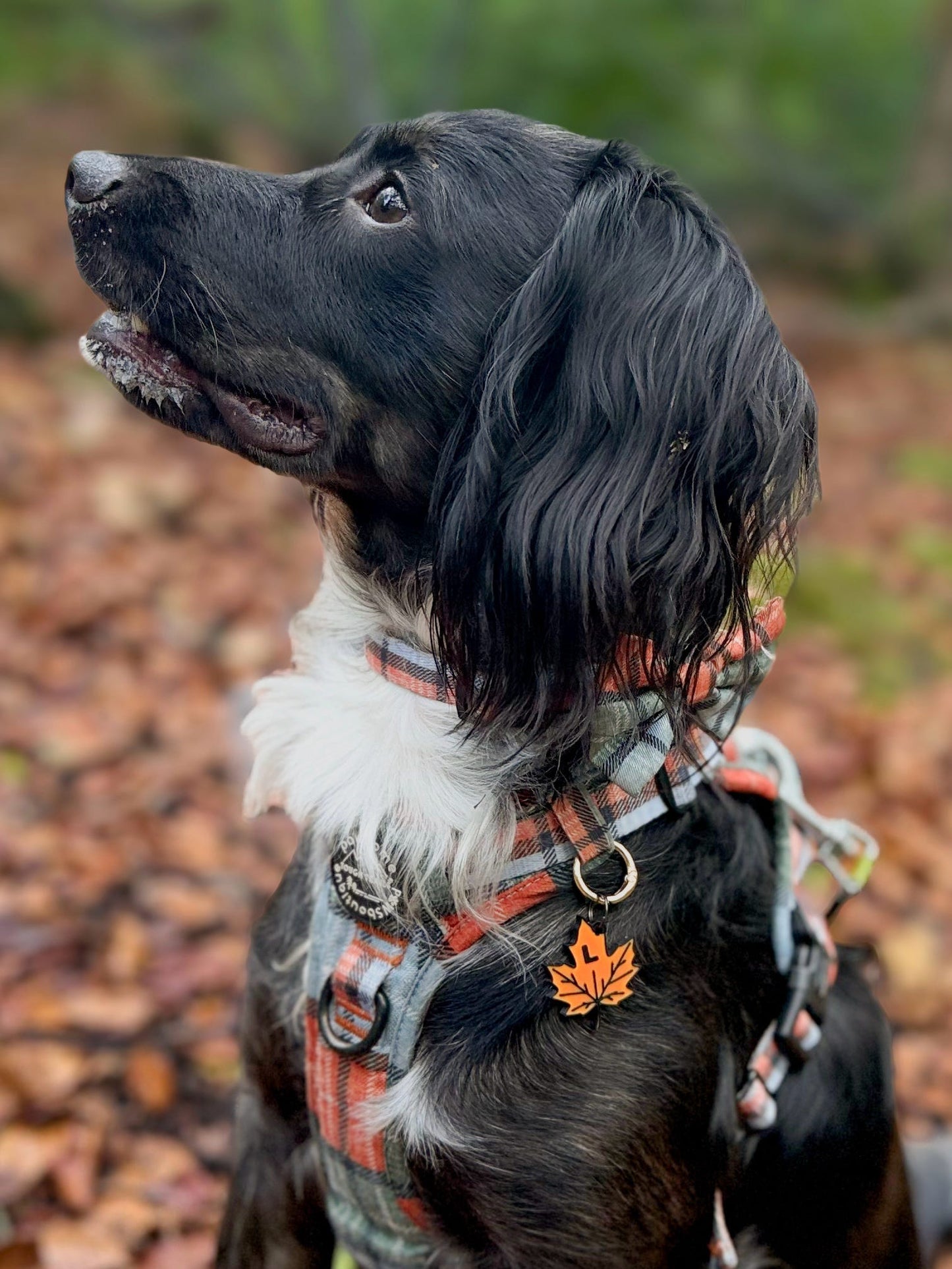 Maple Leaf