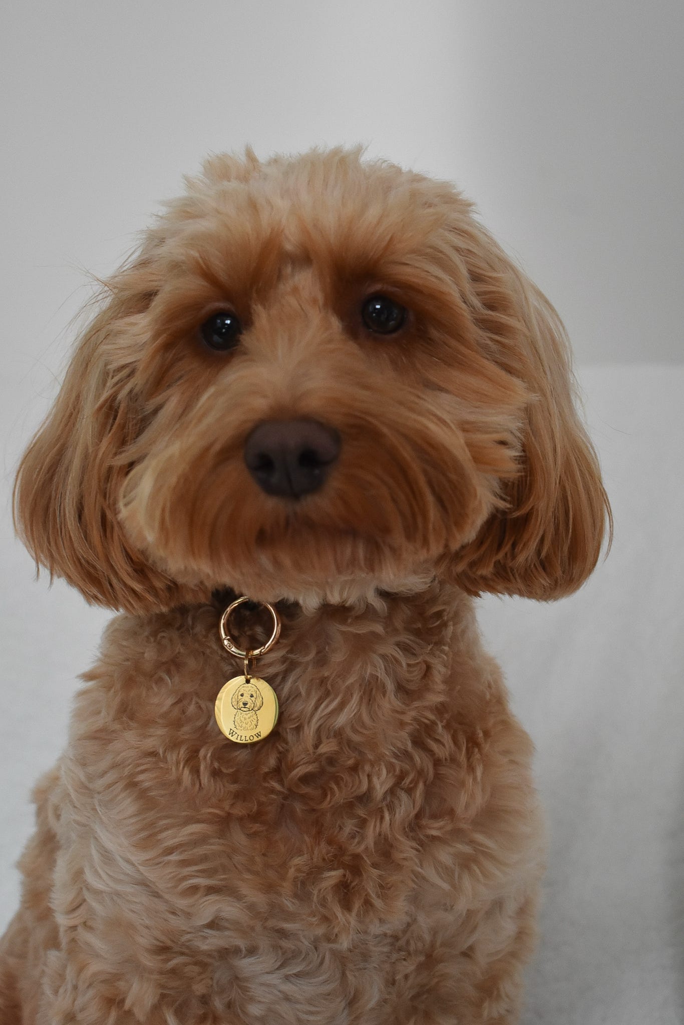 Pawfect Pawtrait - Custom Portrait Tag