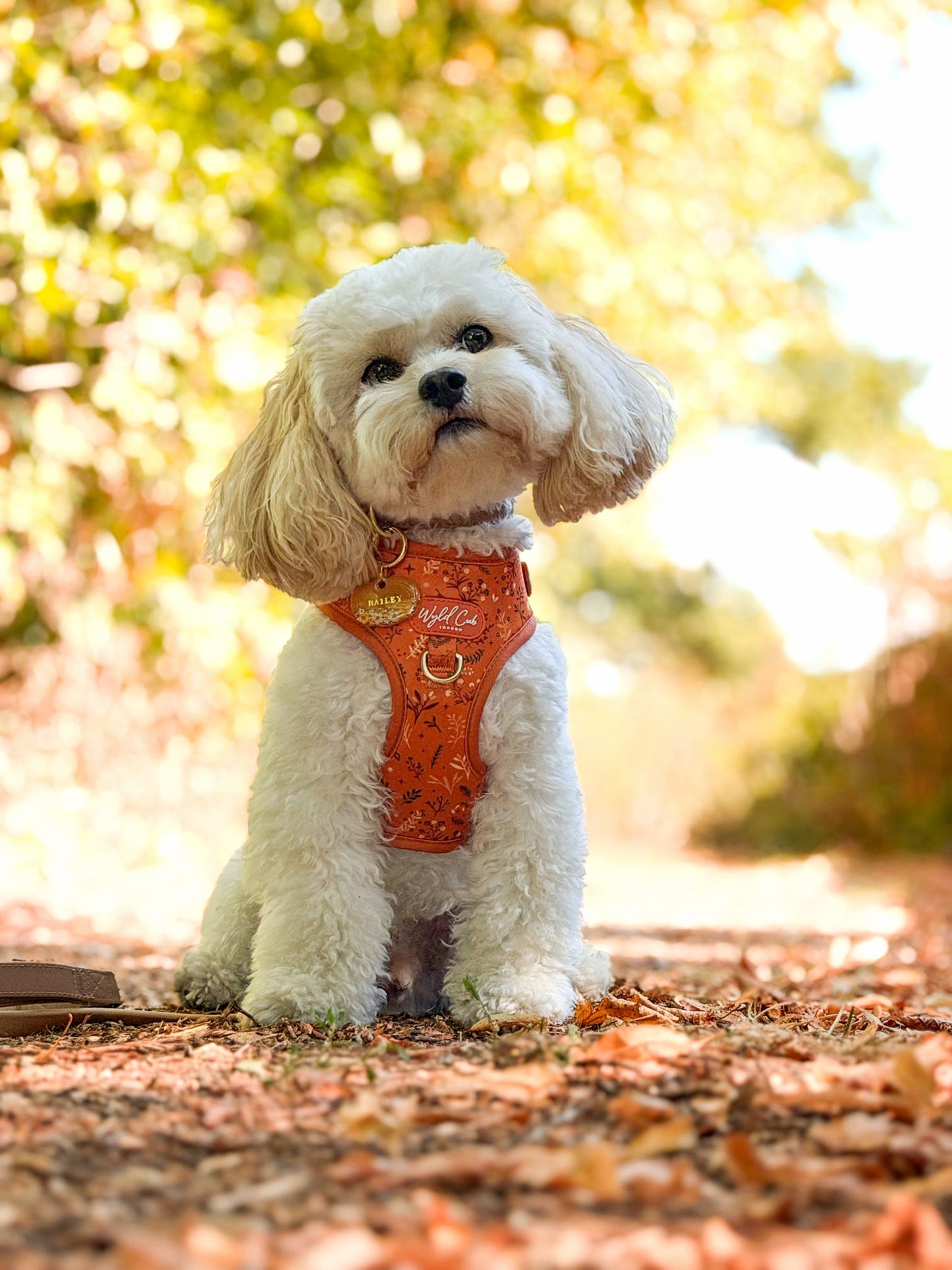 Pumpkin Petals
