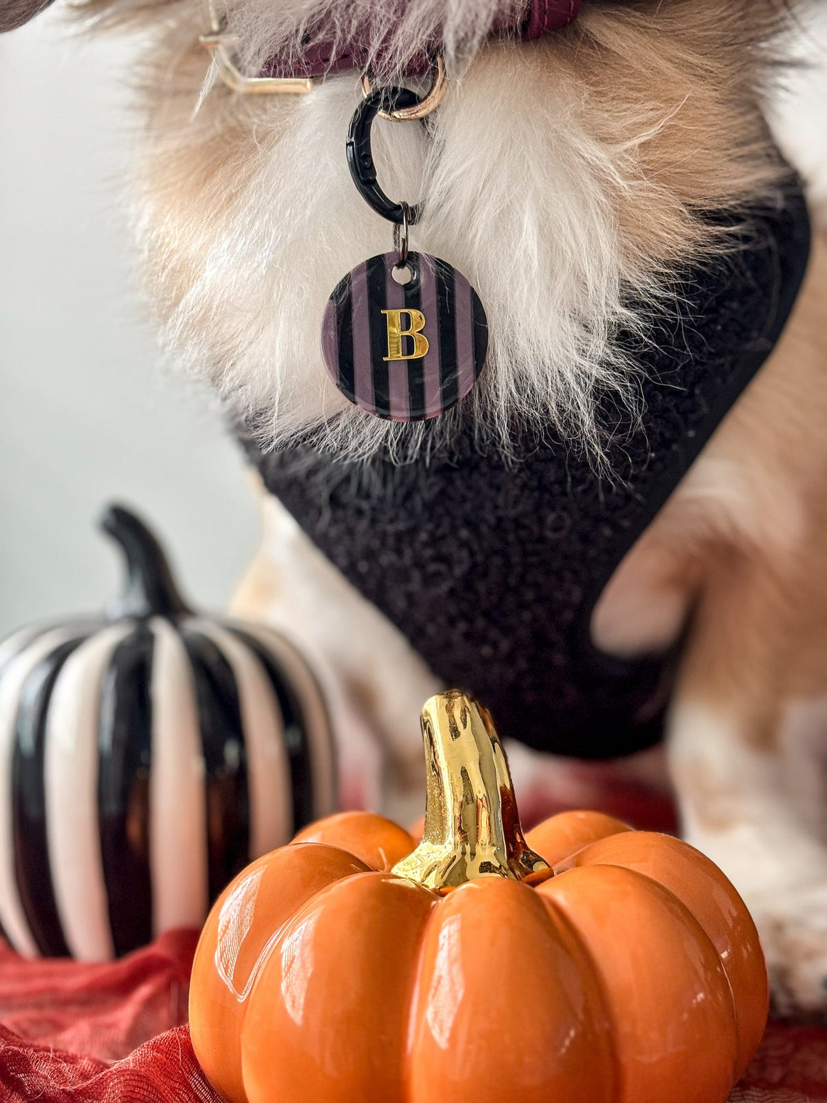 Stripe & Fright
