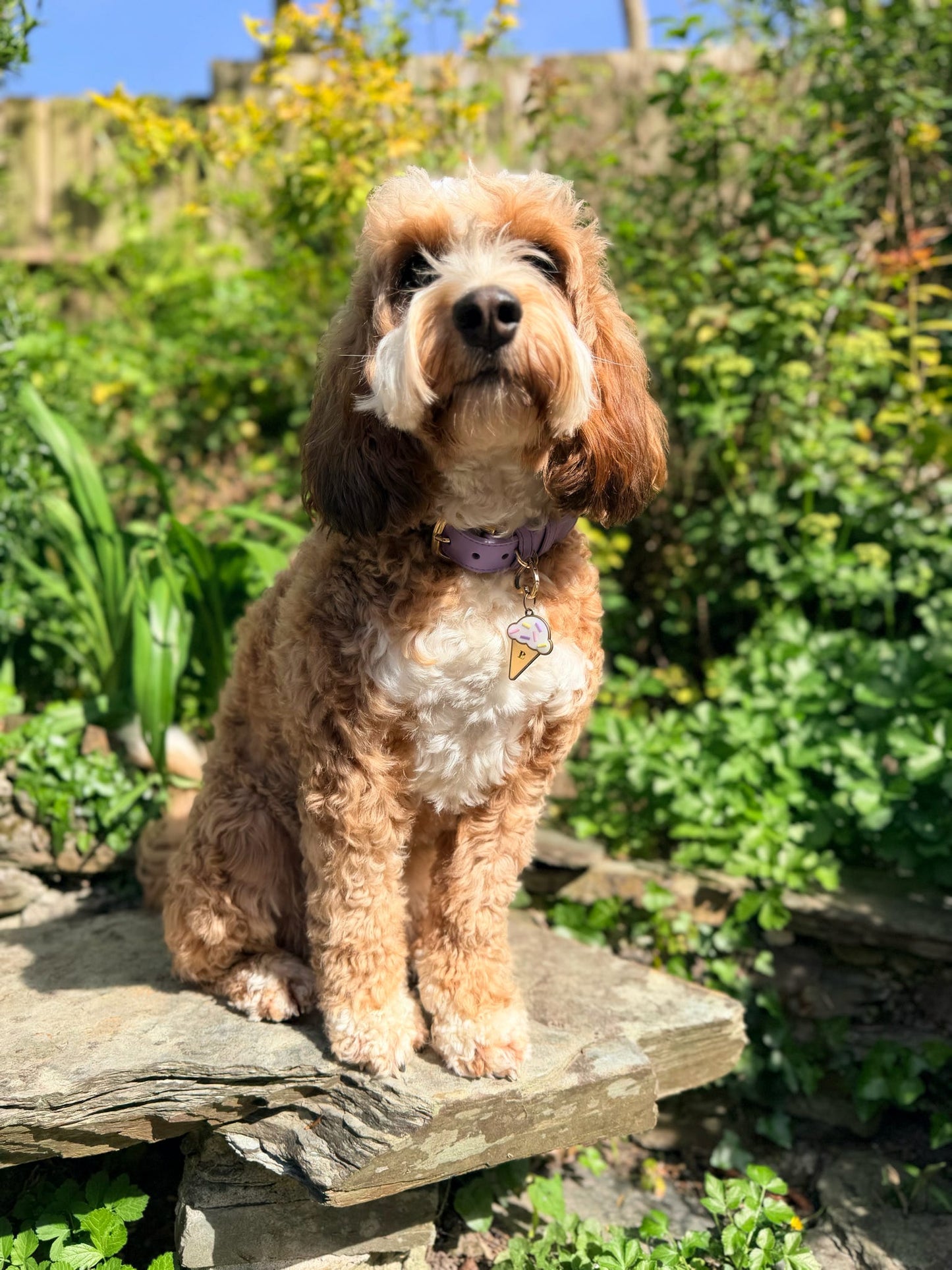 Mr Waggy