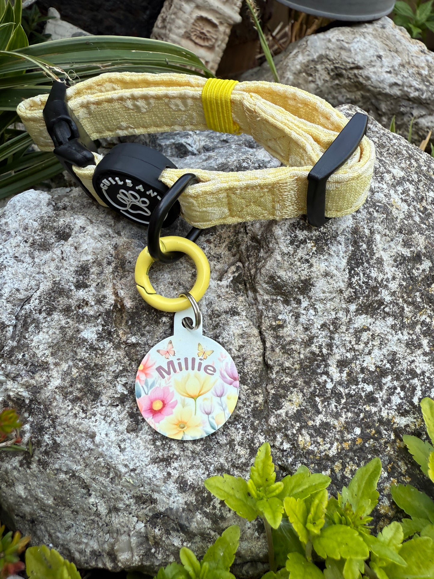 Butterfly Bliss