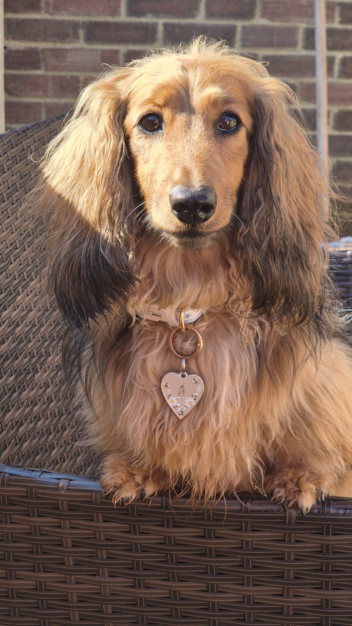 Bumble & Daisies - Heart (Resin Tag)