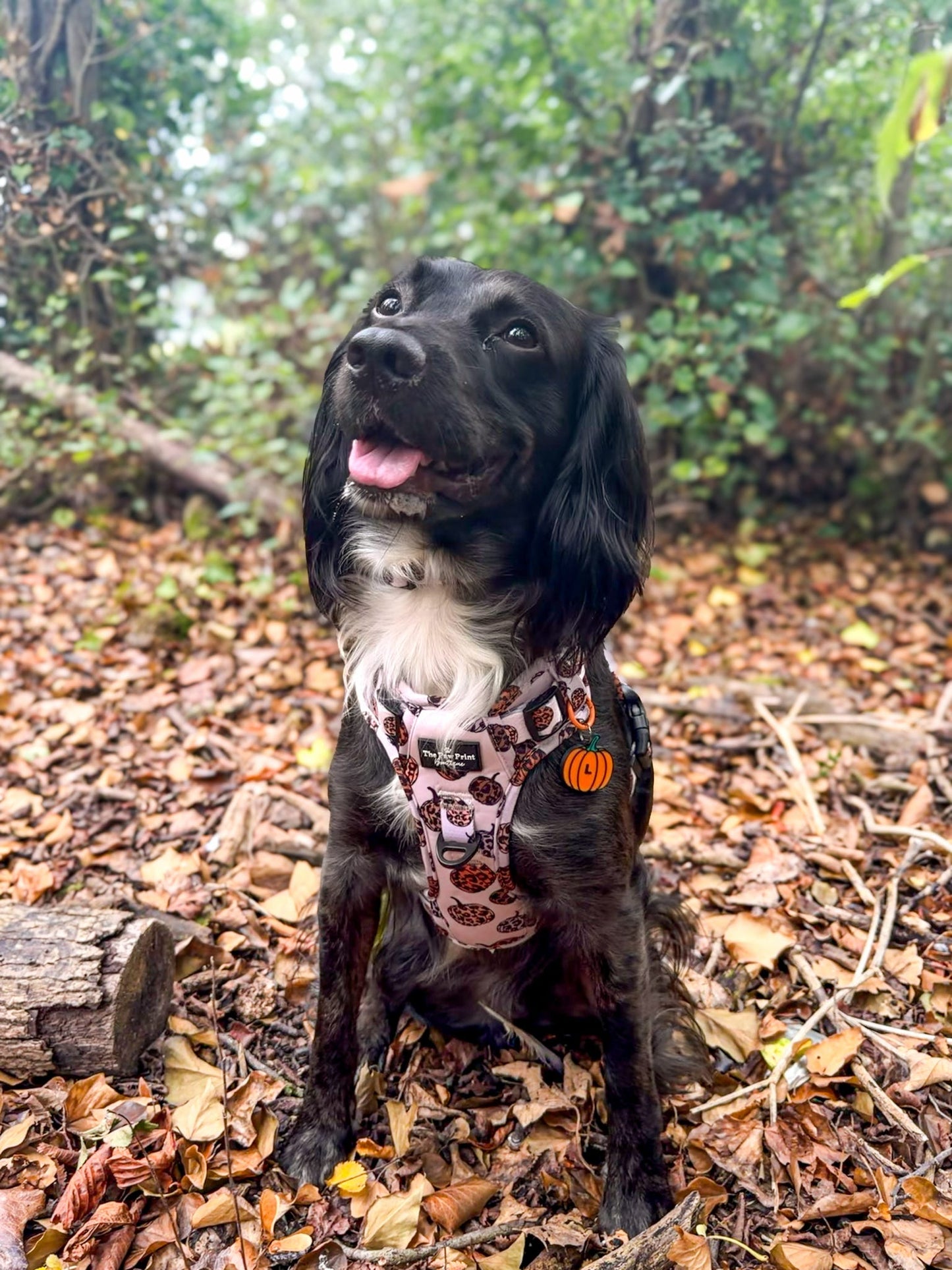 Pumpkin