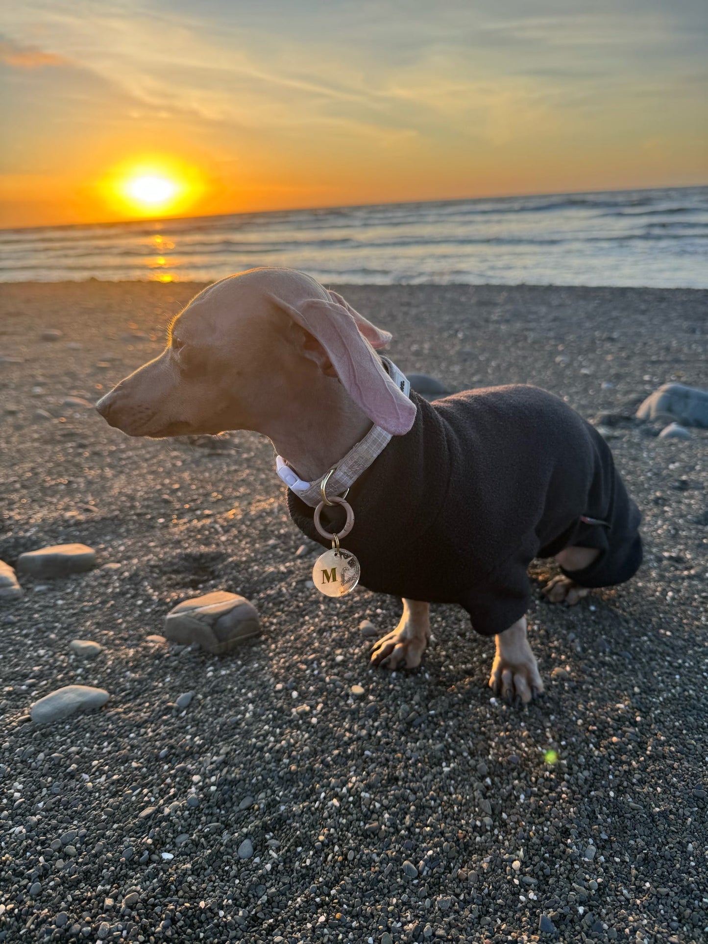 Seashell Shimmer