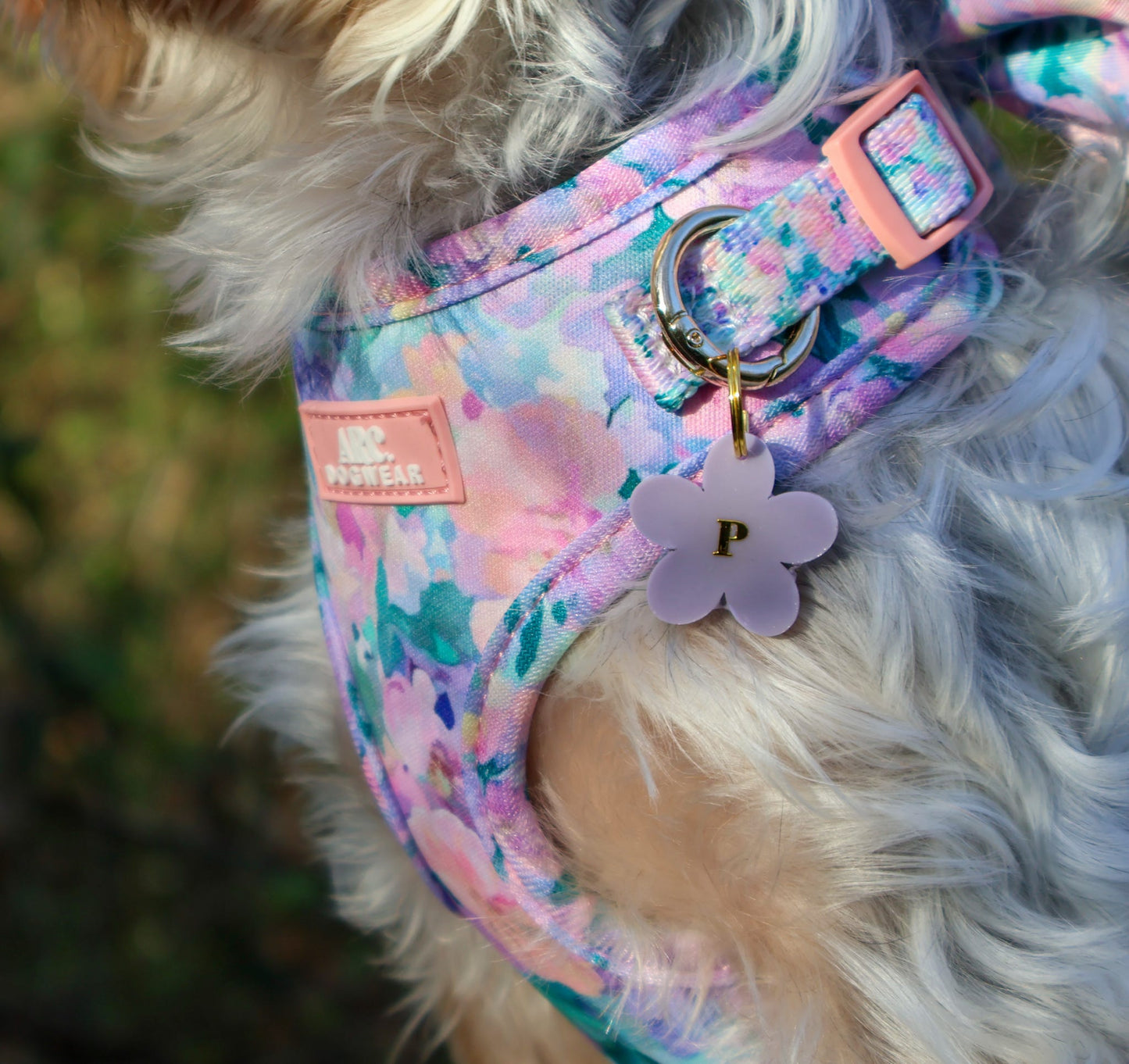 Dainty Daisy