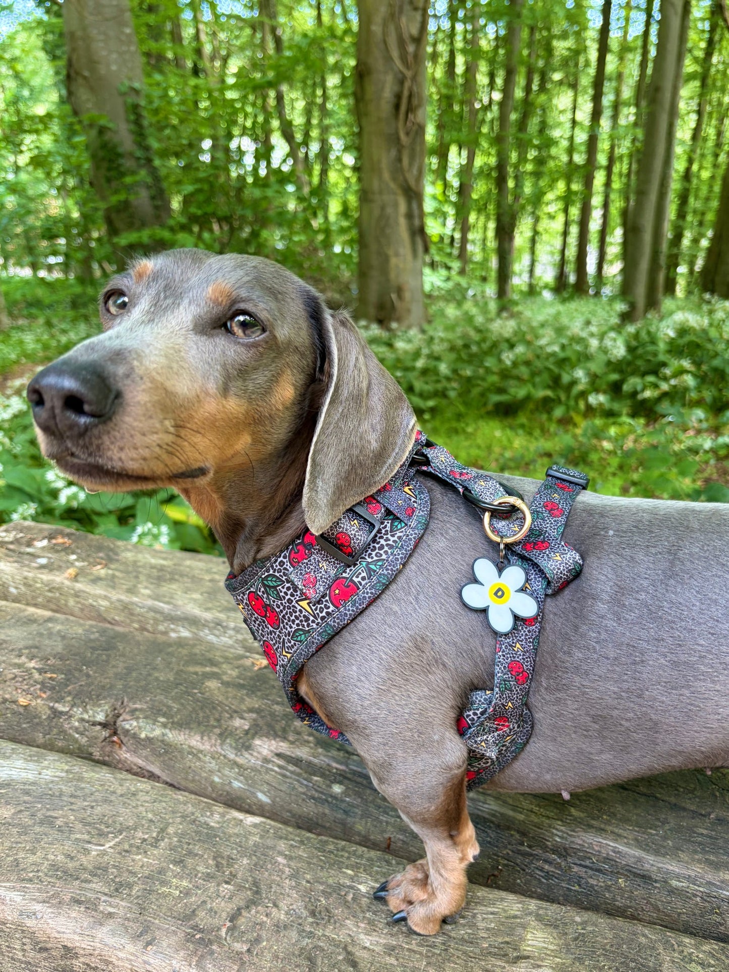Simply Daisy