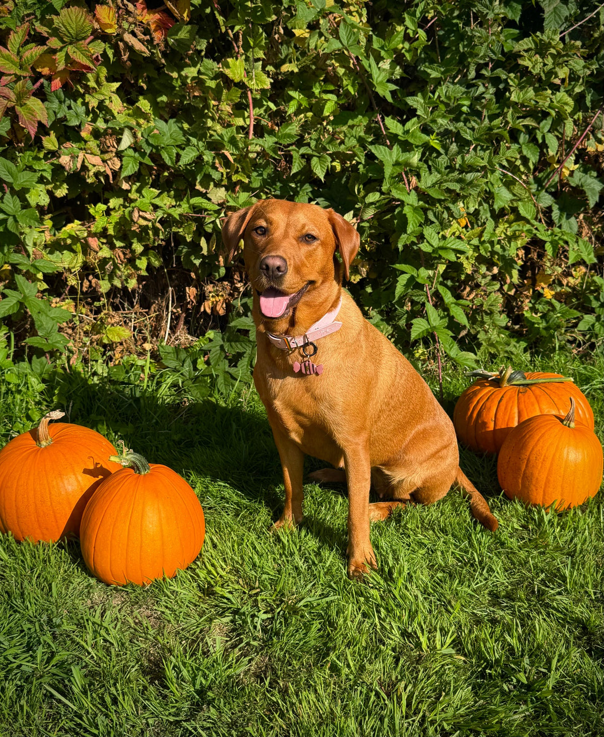Trick Or Treat