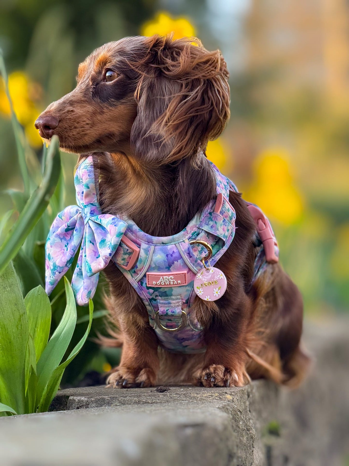 Daisy Meadow