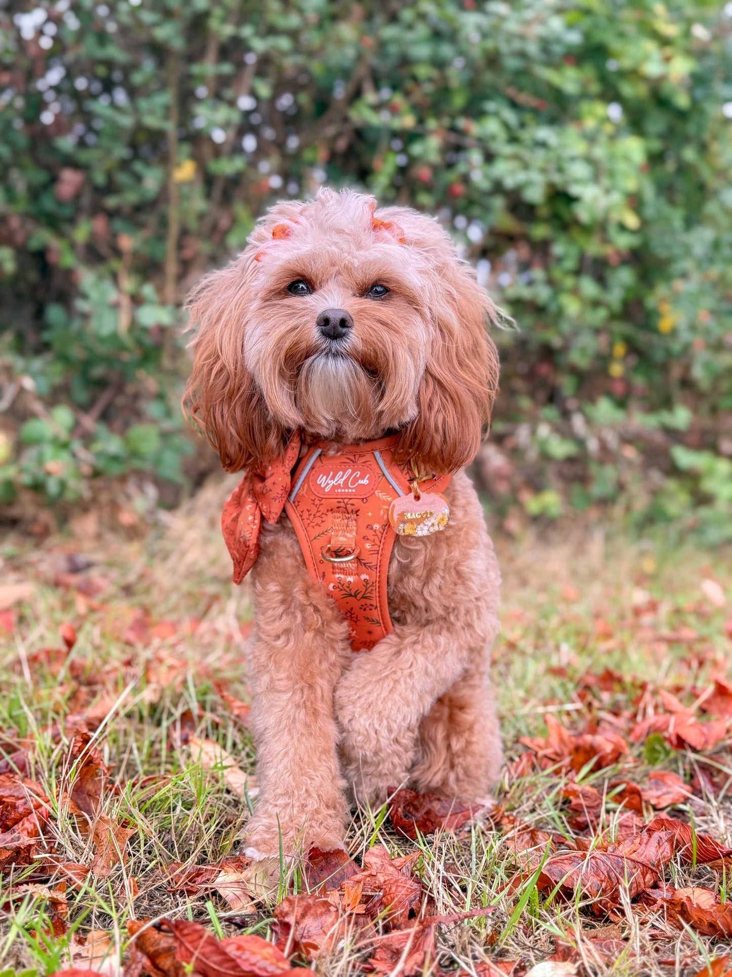 Pumpkin Petals
