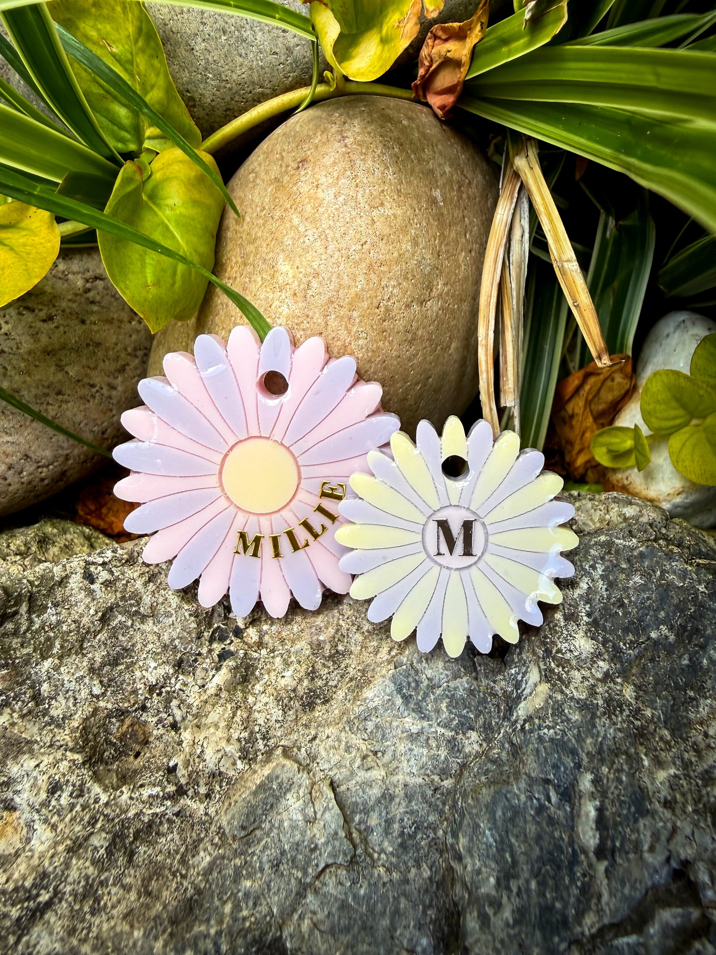 Daisy Dream