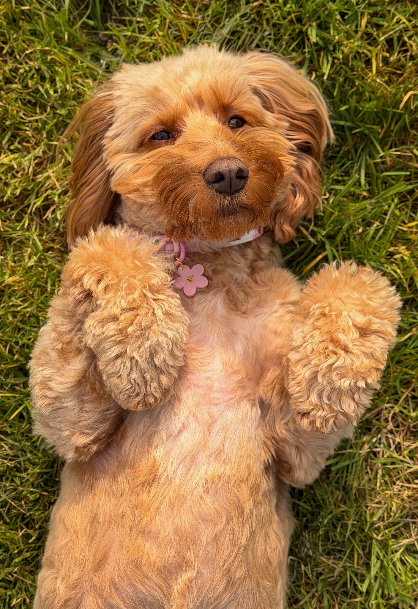 Dainty Daisy