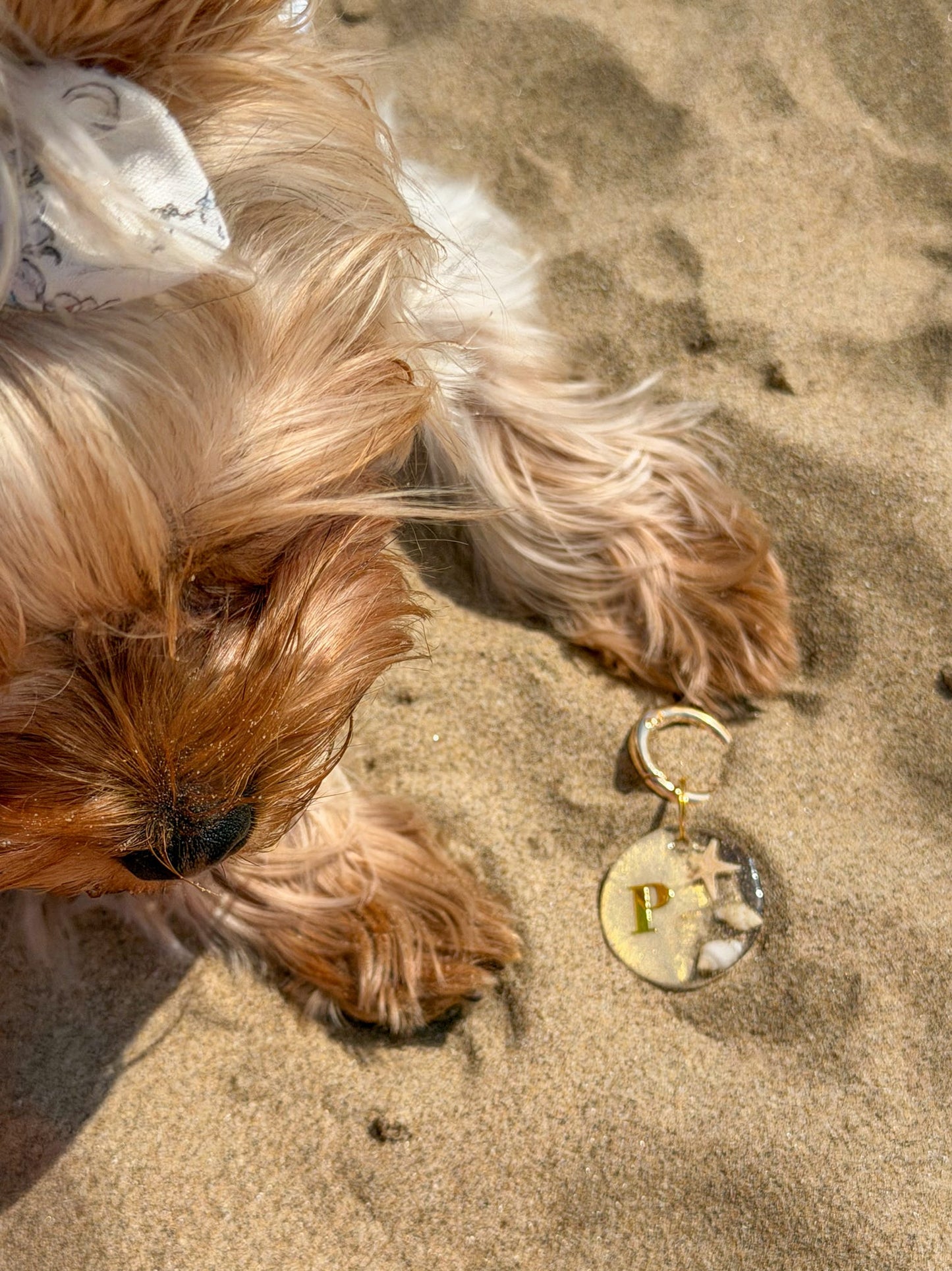 Seashell Shimmer