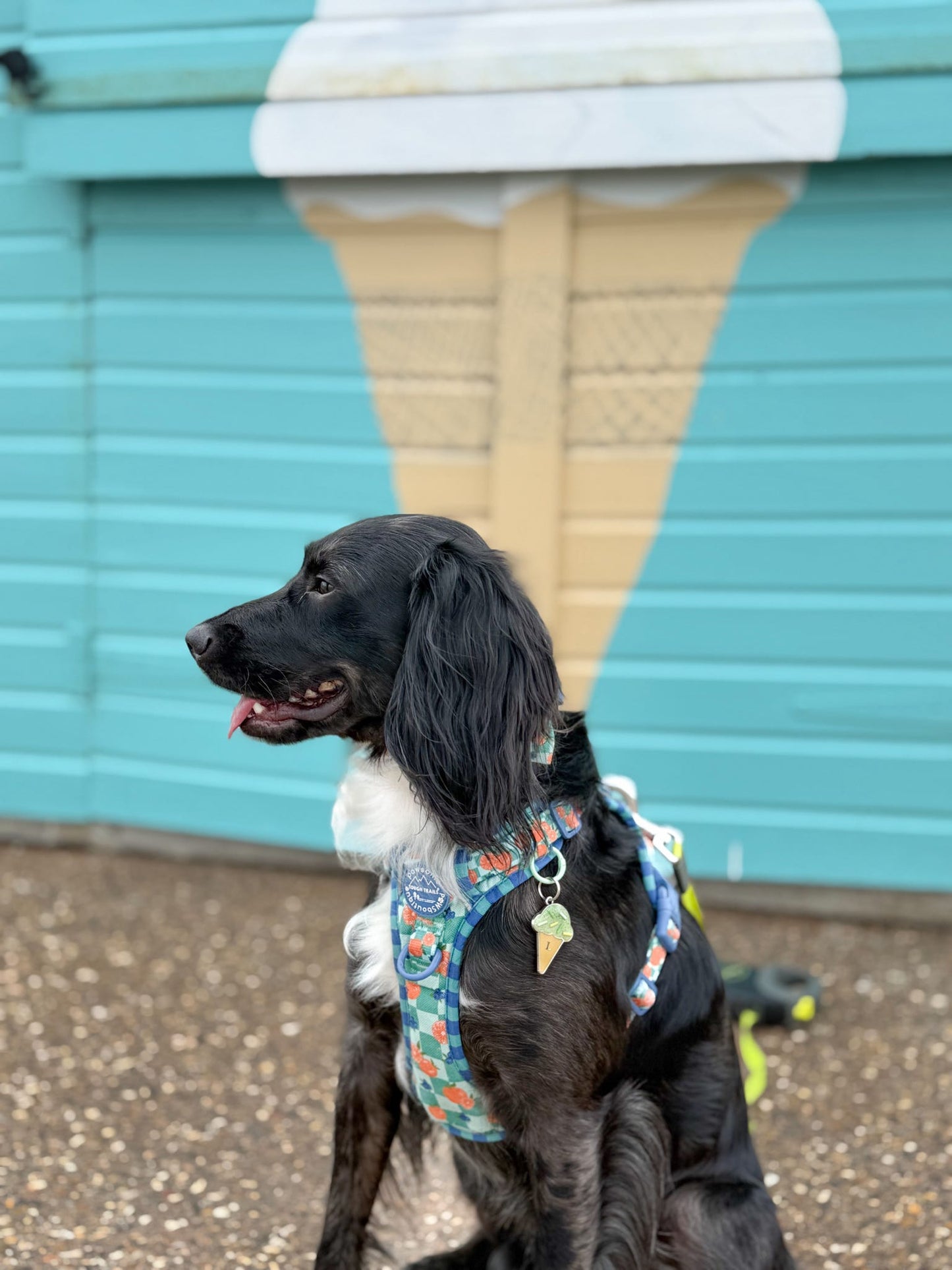 Mr Waggy